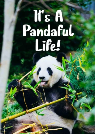 中国如何拯救大熊猫 It's A Pandaful Life!